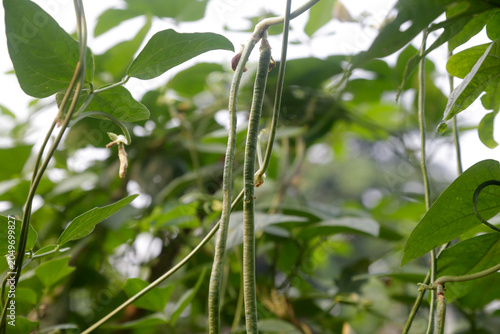 Fotografi long bean on the tree in a garden