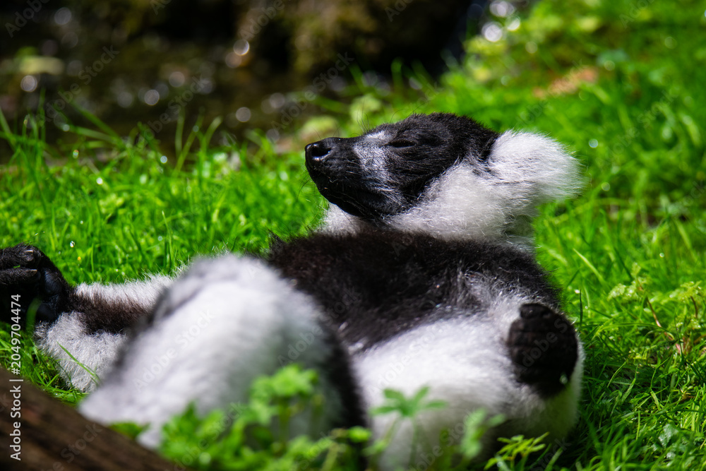 Fototapeta premium Meditierender Vari-Lemur in entspannter Haltung auf grüner Wiese.