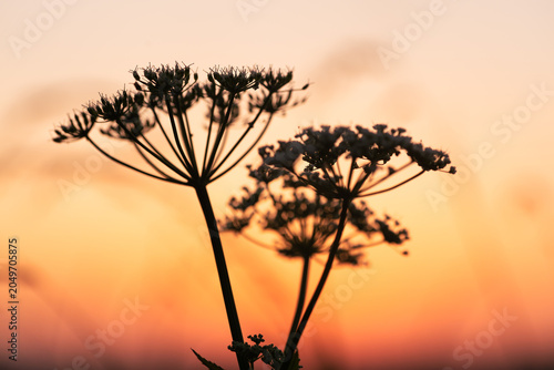 Photos Wild meadow flowers with shiny raindrops at sunset, macro photography of wild ca