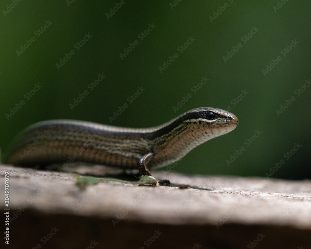 Fototapeta premium European copper skink Ablepharus Kitabelii macro portrait