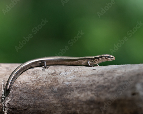 Billede på lærred European copper skink Ablepharus Kitabelii macro portrait