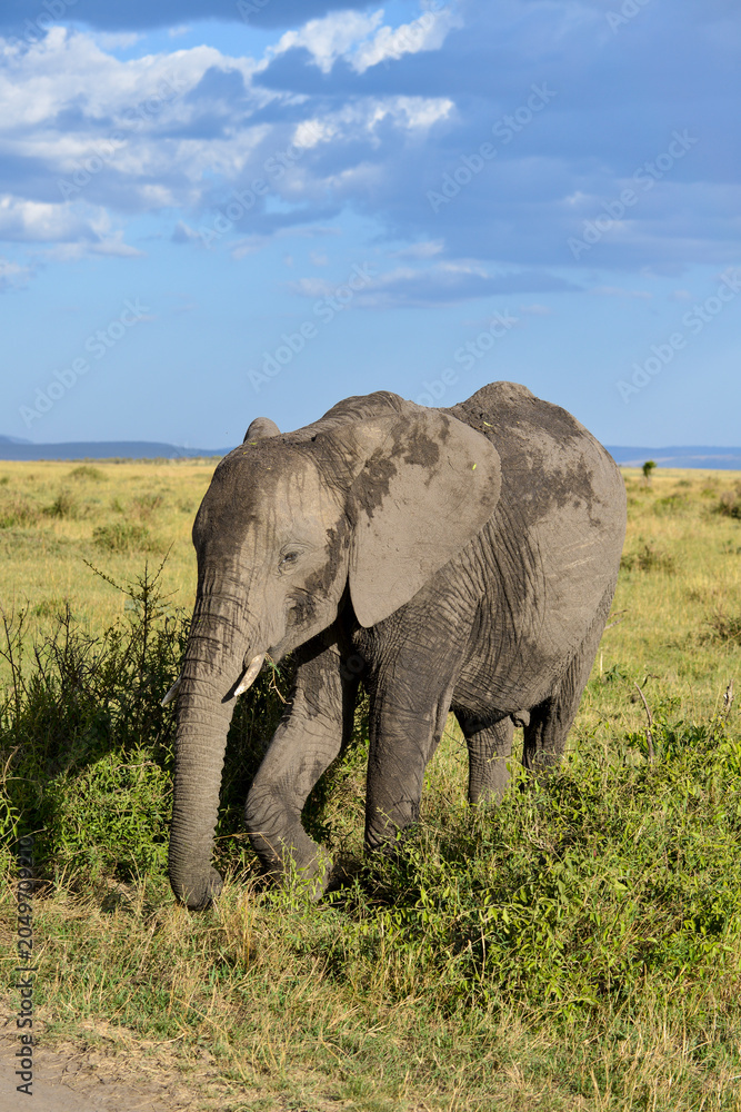 Fototapeta premium Eléphant d'Afrique,