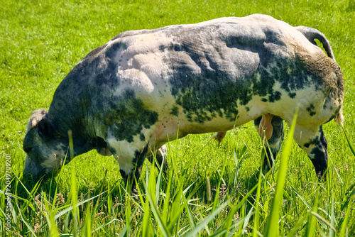 Tableau sur toile Belgian blue bull grazing in lush green pasture muscular livestock for meat prod