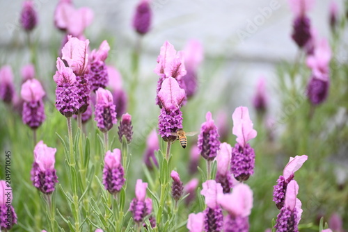 Bee collecting nectar on purple lavender flowers in a spring garden
