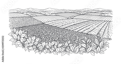 Line of a vast agricultural landscape with rolling hills and diverse crops agriculture