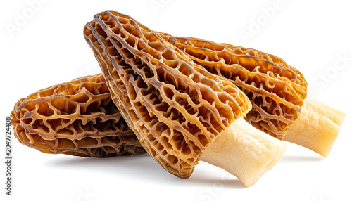 Two whole morel mushrooms with distinctive honeycomb texture and pale stems, isolated on white background, showcasing unique edible fungi for gourmet cooking and foraging