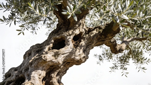 Ancient gnarled olive tree trunk with textured bark and hollow center, textured