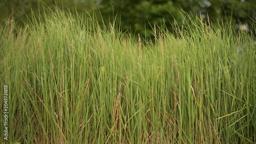 Real-time 11s static footage of tall green wild grass field moving in the breeze. Calming natural background for organic and commercial design.