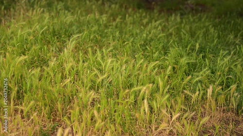 Close-up of green summer grass moving in the wind with focus shifting to a massive tree trunk as small birds occasionally take fligh