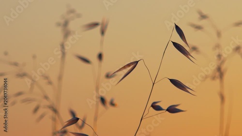 Delicate wild oat spikelets silhouetted on a smooth warm orange gradient sky, thin stems bending in gentle breeze, minimal airy composition, soft sunset glow, calm serene summer countryside mood