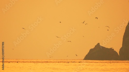 Seagulls sunset seascape, numerous seabirds fly near dark cliffs at the golden hour.