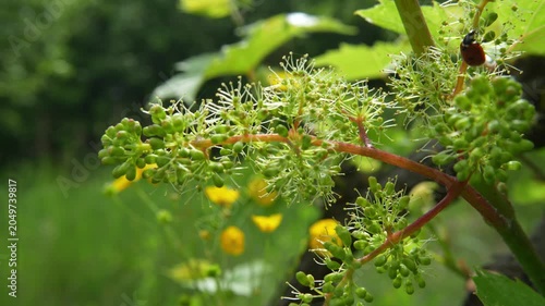Wild grape vine blossoms with ladybug in summer garden. Close up. Close-up of wild grape vine blossoms and young grape clusters in natural sunlight, with a ladybug crawling among the flowers
