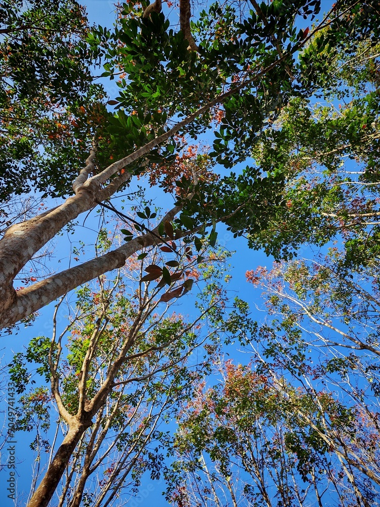 Fototapeta premium trees and sky