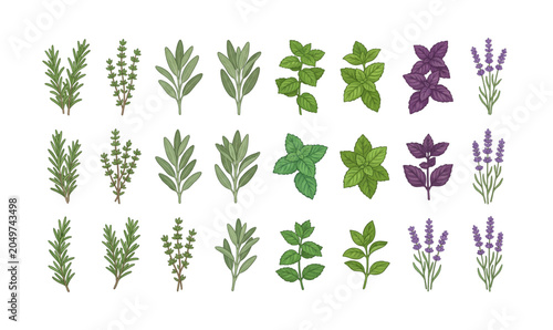 Collection of Variety of leaves and herbs.