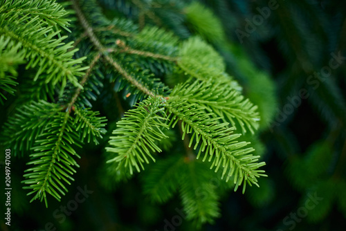 close up of pine needles
