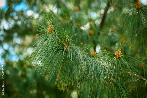 green pine needles