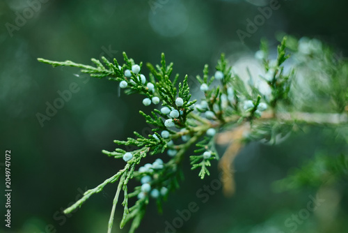 close up of pine needles
