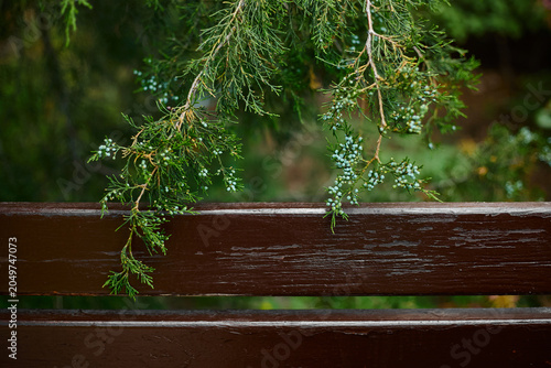 tree in the garden