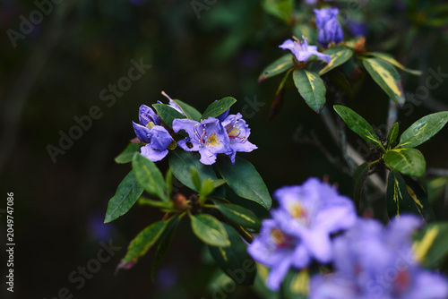 Purple Flower Buds in Soft Focus with Natural Green Bokeh