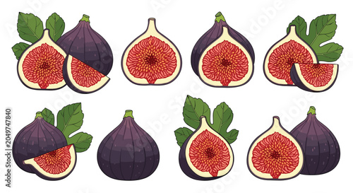 Collection of fresh purple fig fruits shown whole and sliced with green leaves in a detailed vector illustration set.