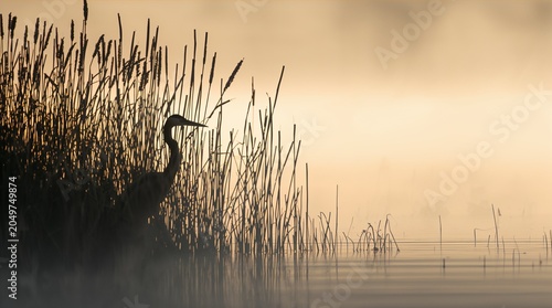 Heron silhouette hidden in misty reeds at golden sunrise wetland scene