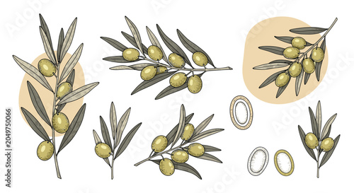 Artistic botanical illustration of various olive branches with green olives and detailed cross sections of fruit.