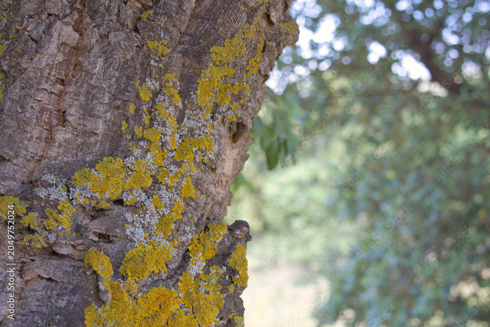 Obraz premium tree bark and lichen
