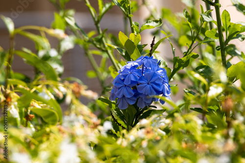 Tableau sur toile Blue plumbago flowers blooming in a Mediterranean garden, Italy, Roseto degli Ab