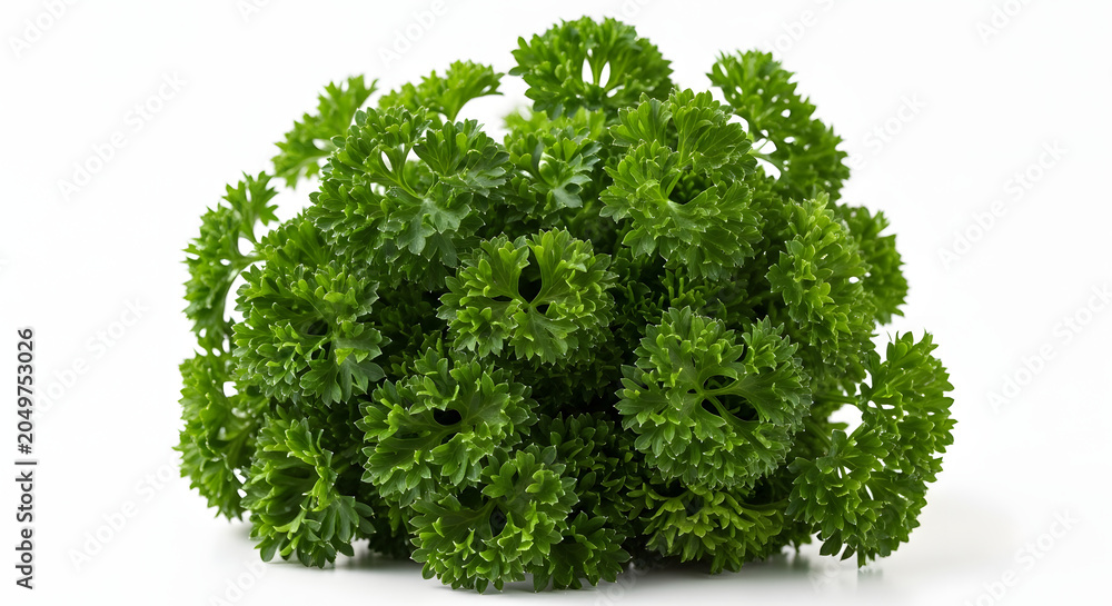 Fototapeta premium Fresh Green Parsley Herb for Cooking and Garnishing.
