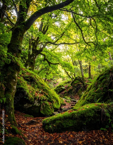 Mossy Forest Floor with Trees and Rocks.