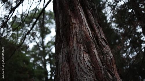 Low angle camera panning up a tall tree trunk