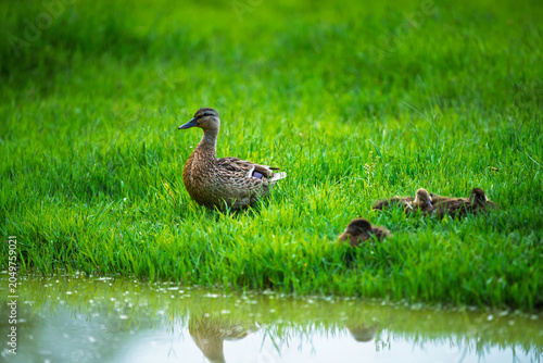 female mallard duck with her little ducklings in a natural environment.