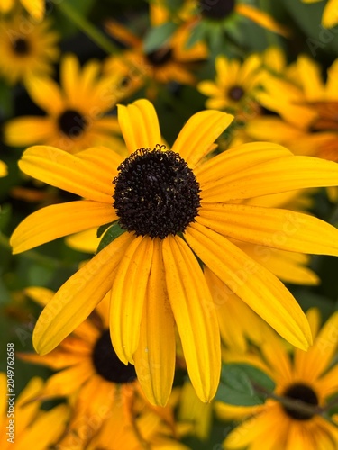 yellow flower closeup
