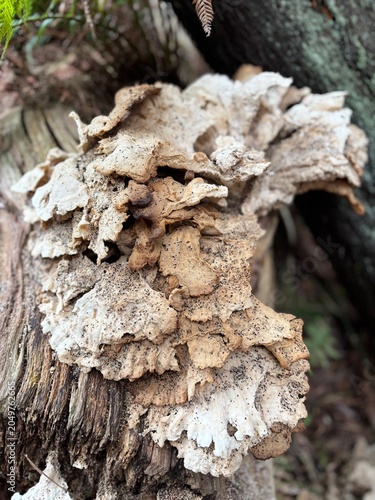 tree bark background