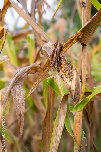 Foto Close-up of a corn cob severely damaged by rat infestation in the field
