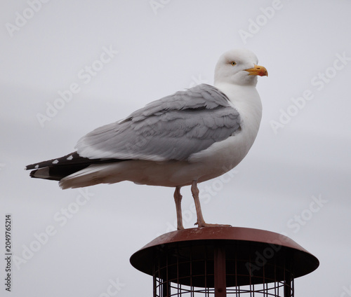 seagull on a rooftop 