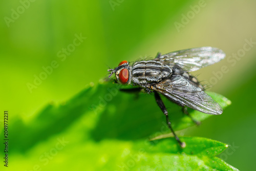 House fly, Fly, House fly on leaf...