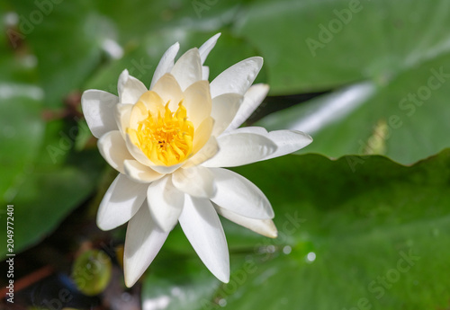 Bild auf Leinwand Flower of Nymphaea waterlily