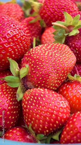 Fresh strawberries in a woman's hands. Fresh organic strawberries, vertical, vertical video.