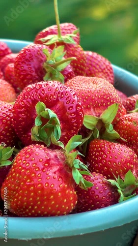 Fresh strawberries in a woman's hands. Fresh organic strawberries, vertical, vertical video.