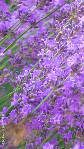 Moths and bees flying over lavender flowers, vertical, vertical video.