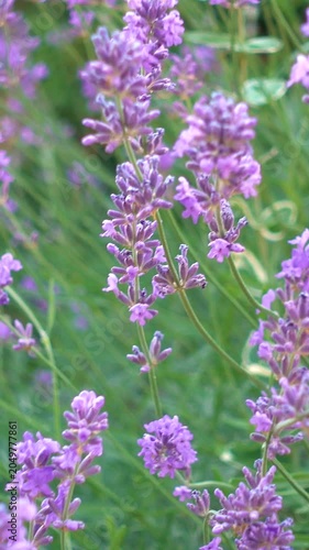 Moths and bees flying over lavender flowers, vertical, vertical video.