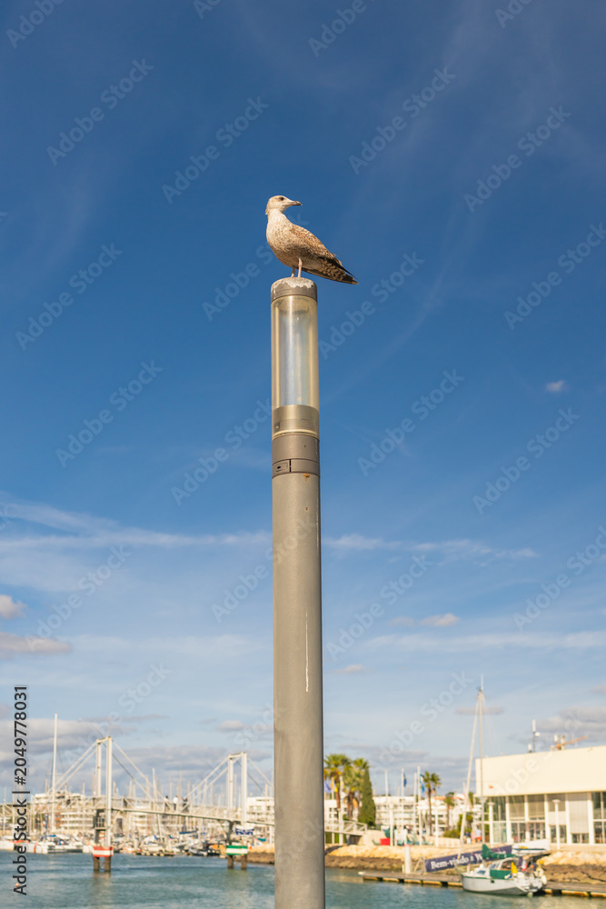 Obraz premium Seagull overlooking marina from lamp post