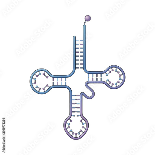 Transfer RNA Clover Leaf Model Isolated on Transparent