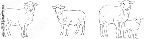 Line drawing of sheep and lamb in various poses