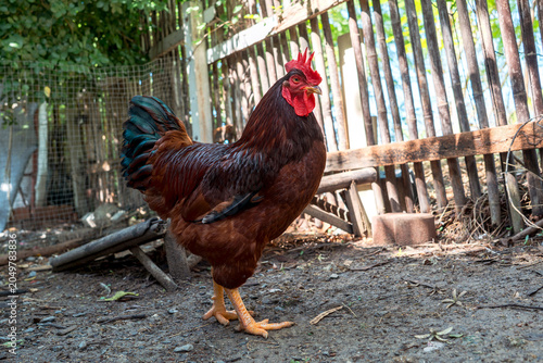 Rhode Island Red rooster. Purebred Chicken in husbandry natural animal free range lifestyle farming garden organic in backyard with sunlight