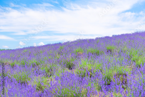 Photos Scenic view of Lavender Garden in summer at Hinode Park, Furano, Hokkaido, Japan