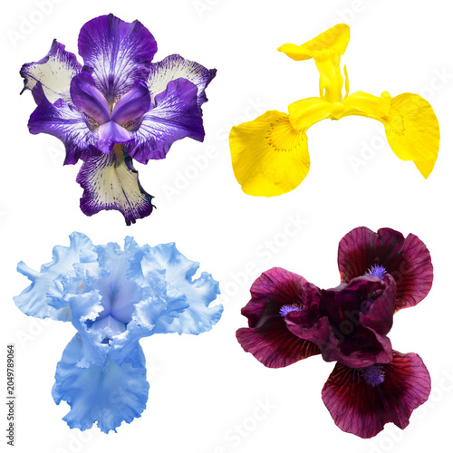 Εκτύπωση καμβά Collection of multicolored flowers head irises isolated on white background