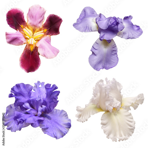Tableau sur toile Collection of multicolored flowers head irises isolated on white background