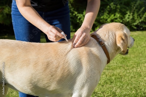 Caring pet owner applying flea and tick liquid spot-on treatment to yellow labrador retriever dog on green grass lawn in sunny backyard, veterinary care concept